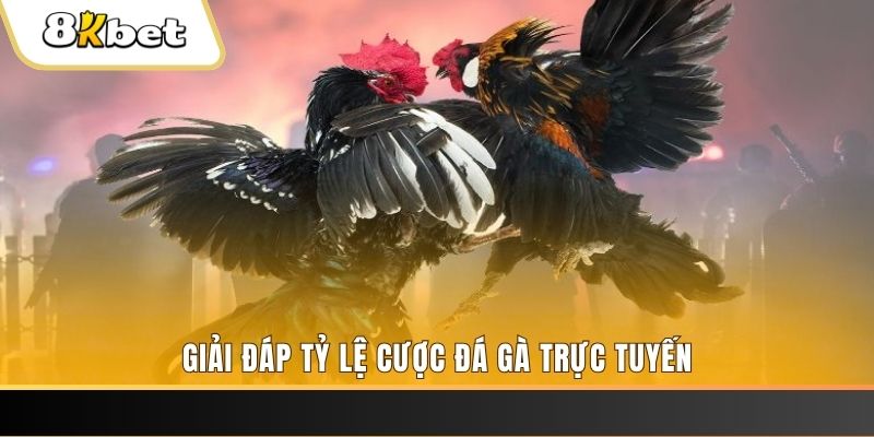 ww88 trực tiếp đá gà thomo